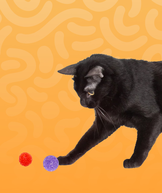 pet drinking fountain battery operated - Professional Guide and Review