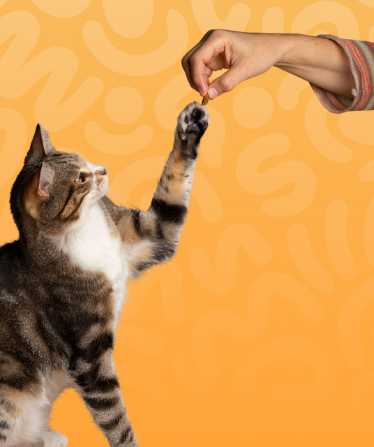 best dog leads durability testing Australian conditions