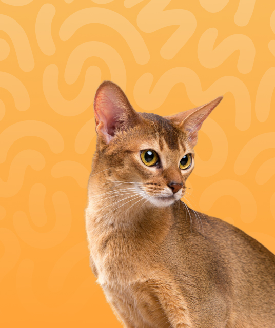 bedroom wicker - Professional Guide and Review