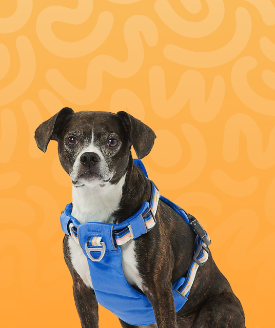 custom dog crate - Professional Guide and Review