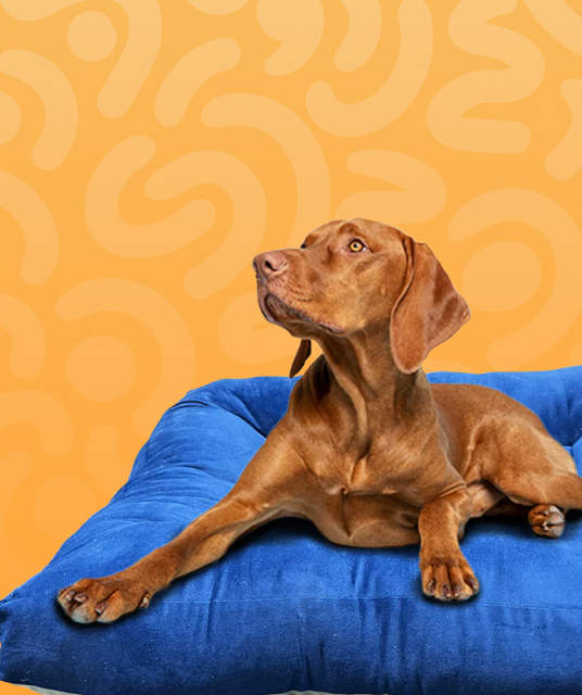 tunnel for cats - Professional Guide and Review