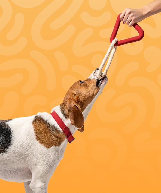 discount dog cages - Professional Guide and Review