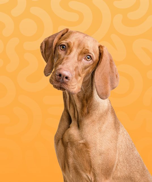 discount dog cages side-by-side comparison showing material thickness