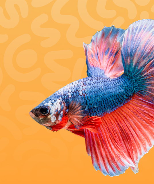 paw balm for dogs - Professional Guide and Review