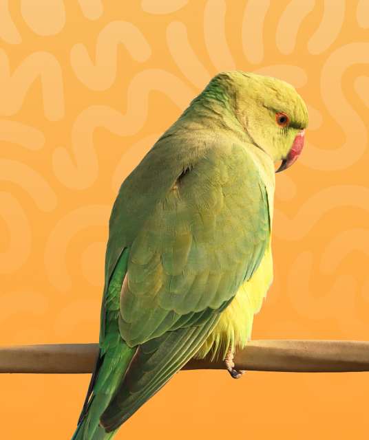 custom dog beds in Australian living room setting