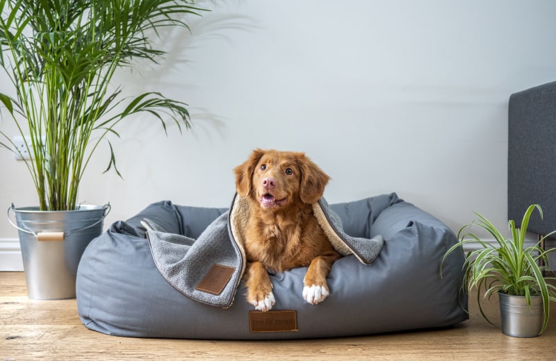 proper measurement for custom dog beds sizing