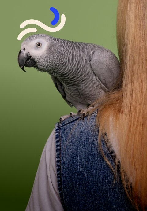 dog urine odor eliminator bottles lined up on Australian porch