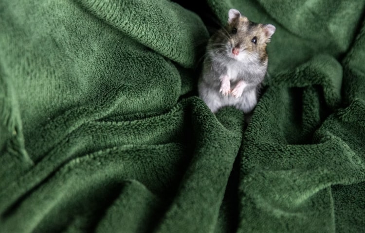 extra extra large litter box - Professional Guide and Review