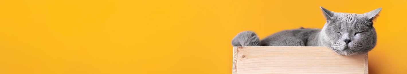 Australian adult using disposable vape during break - dog products prototyping services