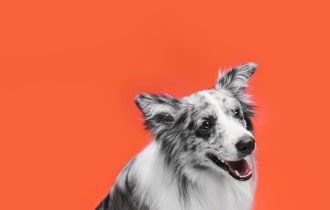 jumbo cat litter box basics for large breed cats