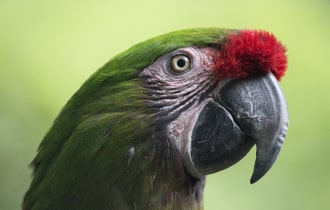 two grey tabby kittens eating calmly from a double cat bowl on timber floor