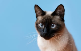 hempseed oil for dogs - vet holding hempseed oil bottle with happy dog