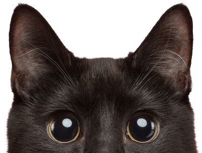 seat belt pets harness in a Melbourne car