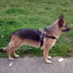 Tre Ponti Primo Adjustable Step In Dog Harness, Red - Image 3