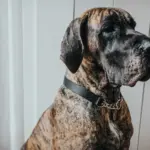 Hunter Aalborg Martingale Dog Collar, Black - Image 5