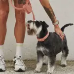 Australian Designed Boucle Dog Leash, Terracotta - Image 2