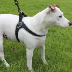 Tre Ponti Genesis Step In Harness for Dogs and Cats, Black - Image 4