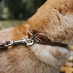 Hunter Rolled Soft Leather Dog Collar, Brown - Image 6