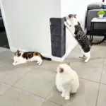 Sisal Corner Wall Scratcher - Image 3