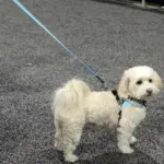 Tre Ponti Reflective Dog Leash, Black - Image 3