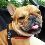 Tre Ponti Mesh Adjustable Girth Easy Fit Pet Harness, Red - Image 7