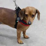 Tre Ponti Mesh Adjustable Girth Easy Fit Pet Harness, Red - Image 2