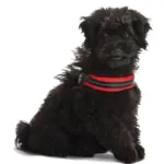Tre Ponti Mesh Adjustable Girth Easy Fit Pet Harness, Red - Image 8
