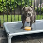 Chew-Proof Bundle - Image 3