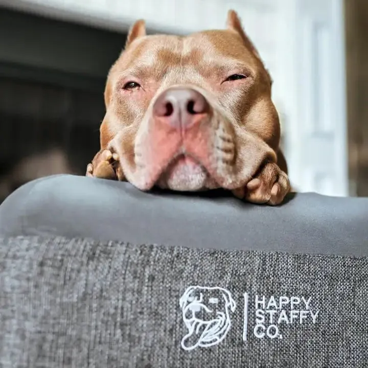 bicycle dog trailer on Tasmanian coastal trail with Samoyed inside