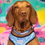 Personalised Pet Harness - Rainbow Dreams - Image 6
