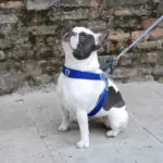 Cinquetorri Step-in Dog Harness, Blue - Image 2