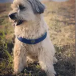 Cinquetorri Step-in Dog Harness, Blue - Image 3