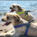 Cinquetorri Step-in Dog Harness, Red Wine - Image 2