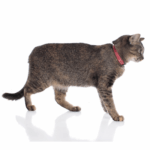 cat collar id tag|corner cat condo - Image 5