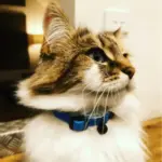 Hunter Premium Capri Designer Leather Cat Collar - Image 2