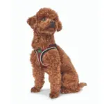 Hunter Hilo Comfort Dog Harness, Red - Image 8