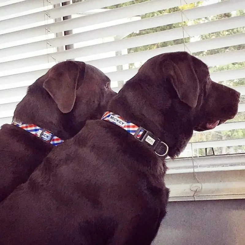 hands free dog lead - Professional Guide and Review