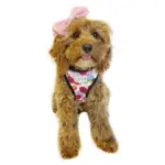 Personalised Pet Harness - Confetti - Image 9