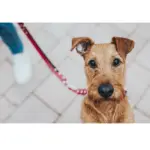 Hunter Classic Swiss Leather Dog Training Lead - Image 3