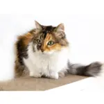 Wall Mounted Cat Scratch Post, White - Image 7