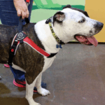 rolled leather puppy collar|solid wood cat tower - Image 4