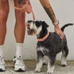 step into harness for dogs|hemp seed oil for pets